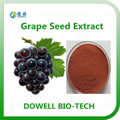 Hot Selling Grape seed Extract OPC 95_
